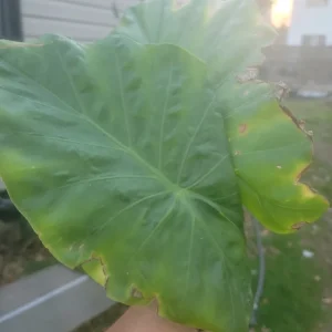 Borneo Giant Alocasia Macrorrhiza Live Plant - Giant Elephant Ear Taro Rooted Green Foliage Indoor/Outdoor - Image 1