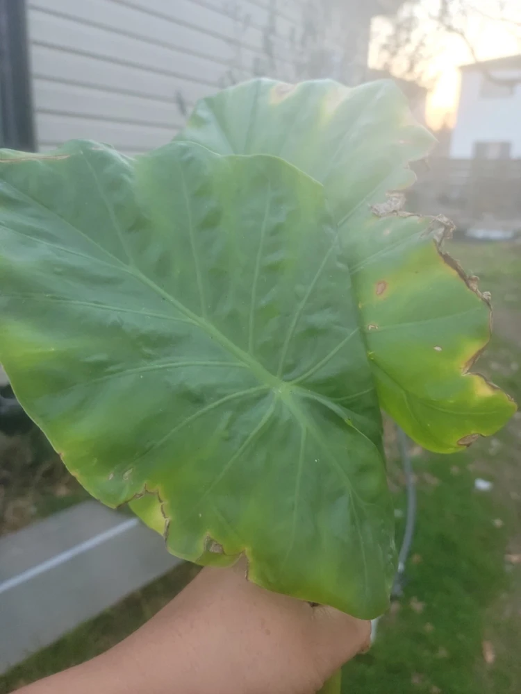 Borneo Giant Alocasia Macrorrhiza Live Plant - Giant Elephant Ear Taro Rooted Green Foliage Indoor/Outdoor - Image 1