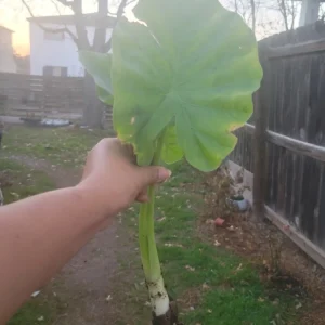 Borneo Giant Alocasia Macrorrhiza Live Plant - Giant Elephant Ear Taro Rooted Green Foliage Indoor/Outdoor - Image 4