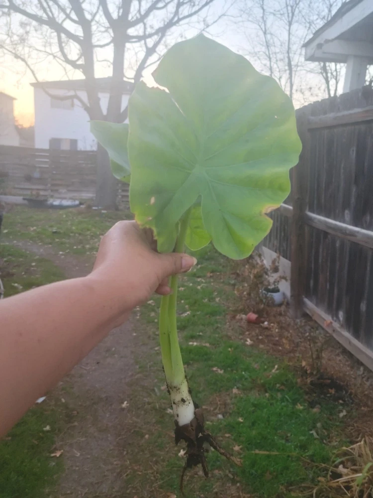 Borneo Giant Alocasia Macrorrhiza Live Plant - Giant Elephant Ear Taro Rooted Green Foliage Indoor/Outdoor - Image 4