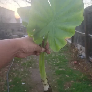 Borneo Giant Alocasia Macrorrhiza Live Plant - Giant Elephant Ear Taro Rooted Green Foliage Indoor/Outdoor - Image 5