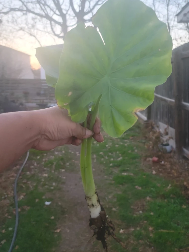 Borneo Giant Alocasia Macrorrhiza Live Plant - Giant Elephant Ear Taro Rooted Green Foliage Indoor/Outdoor - Image 5