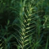 Bottlebrush Grass Live Plant - Elymus hystrix - Hardy Perennial - Zones 4-9 - Image 1