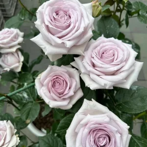 Bounty Way Rose Live Plant - Light Purple Repeat Bloomer - 10-12 cm Flowers - Image 2