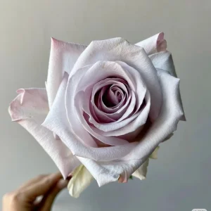 Bounty Way Rose Live Plant - Light Purple Repeat Bloomer - 10-12 cm Flowers - Image 3