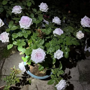 Bounty Way Rose Live Plant - Light Purple Repeat Bloomer - 10-12 cm Flowers - Image 4