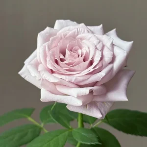 Bounty Way Rose Live Plant - Light Purple Repeat Bloomer - 10-12 cm Flowers - Image 5