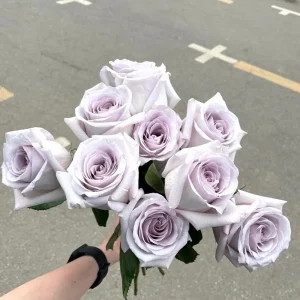 Bounty Way Rose Live Plant - Light Purple Repeat Bloomer - 10-12 cm Flowers - Image 6