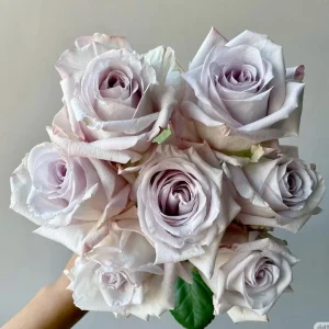 Bounty Way Rose Live Plant - Light Purple Repeat Bloomer - 10-12 cm Flowers - Image 1