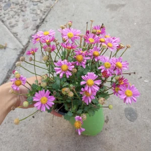 Brachyscome Pink Live Plant - 6 inch Pot - Daisy Bush for Indoor/Outdoor - Image 2