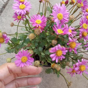 Brachyscome Pink Live Plant - 6 inch Pot - Daisy Bush for Indoor/Outdoor - Image 1