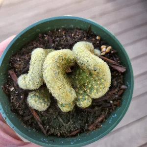 Brain Cactus Live Plant - Crested Succulent, Unique Indoor Plant - Image 10