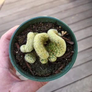 Brain Cactus Live Plant - Crested Succulent, Unique Indoor Plant - Image 11