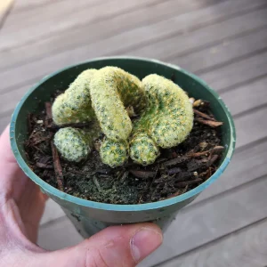 Brain Cactus Live Plant - Crested Succulent, Unique Indoor Plant - Image 12