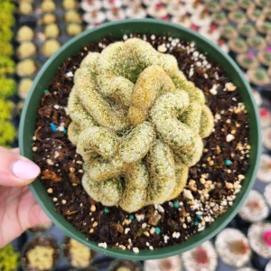 Brain Cactus Live Plant - Crested Succulent, Unique Indoor Plant - Image 13