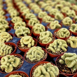 Brain Cactus Live Plant - Crested Succulent, Unique Indoor Plant - Image 7