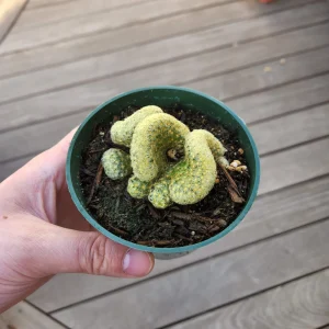 Brain Cactus Live Plant - Crested Succulent, Unique Indoor Plant - Image 8