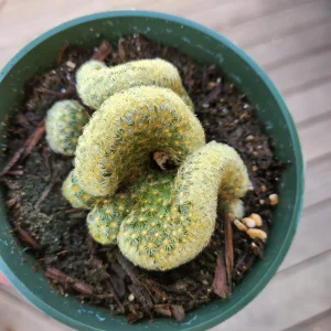 Brain Cactus Live Plant - Crested Succulent, Unique Indoor Plant - Image 9