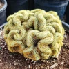 Brain Cactus Live Plant - Crested Succulent, Unique Indoor Plant - Image 1