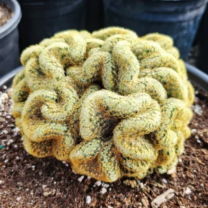 Brain Cactus Live Plant - Crested Succulent, Unique Indoor Plant - Image 1