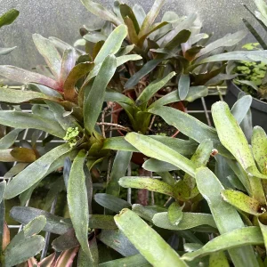 Bromeliad Live Plant - Beautifully Colored & Easy Care Indoor Houseplant - Image 2