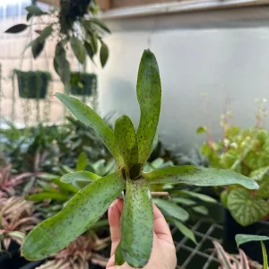 Bromeliad Live Plant - Beautifully Colored & Easy Care Indoor Houseplant - Image 3
