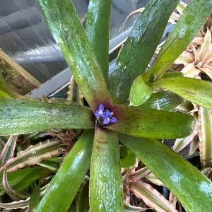 Bromeliad Live Plant - Beautifully Colored & Easy Care Indoor Houseplant - Image 5