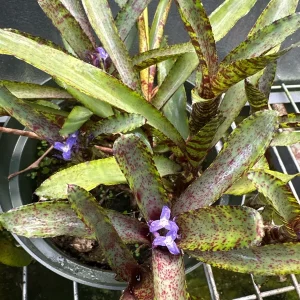 Bromeliad Live Plant - Beautifully Colored & Easy Care Indoor Houseplant - Image 6