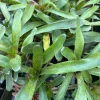 Bromeliad Live Plant - Beautifully Colored & Easy Care Indoor Houseplant - Image 1