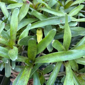 Bromeliad Live Plant - Beautifully Colored & Easy Care Indoor Houseplant - Image 1