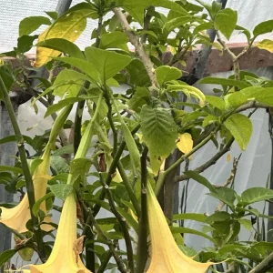 Brugmansia Angel Trumpet Yellow Live Unrooted Plant Cutting 4 inch Outdoor - Image 2