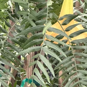 Brugmansia Angel Trumpet Yellow Live Unrooted Plant Cutting 4 inch Outdoor - Image 3
