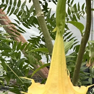 Brugmansia Angel Trumpet Yellow Live Unrooted Plant Cutting 4 inch Outdoor - Image 1