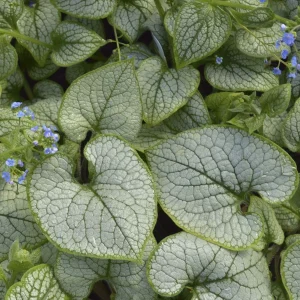 Brunnera 'Sea Heart' Live Plant – Shade Perennial – Hardy Zones 4-9 – 3-6” Tall Starter Plant - Image 3