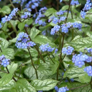 Brunnera 'Sea Heart' Live Plant – Shade Perennial – Hardy Zones 4-9 – 3-6” Tall Starter Plant - Image 4
