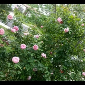 Bubblegum Rose Cuttings - 6 Fresh Cuttings, Easy to Root, Bloom All Year Round - Image 2