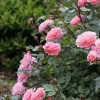 Bubblegum Rose Cuttings - 6 Fresh Cuttings, Easy to Root, Bloom All Year Round - Image 1