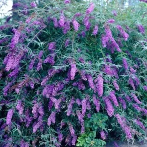Buddleja Davidii Purple Butterfly Bush Live Cuttings – 7 Pack, 6 in Length, Outdoor - Image 2