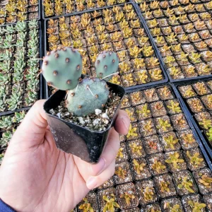 Bunny Ears Cactus Live Plant - Opuntia Microdasys Albispina - 2 inch Potted - Image 10