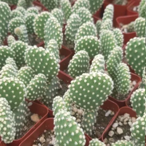 Bunny Ears Cactus Live Plant - Opuntia Microdasys Albispina - 2 inch Potted - Image 7