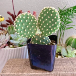 Bunny Ears Cactus Live Plant - Opuntia Microdasys Albispina - 2 inch Potted - Image 8