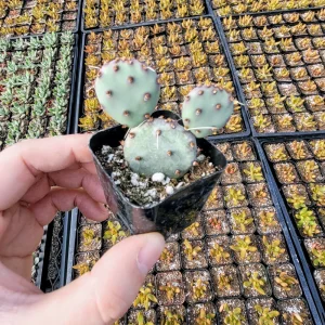 Bunny Ears Cactus Live Plant - Opuntia Microdasys Albispina - 2 inch Potted - Image 9