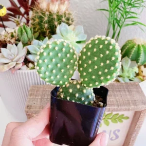 Bunny Ears Cactus Live Plant - Opuntia Microdasys Albispina - 2 inch Potted - Image 1