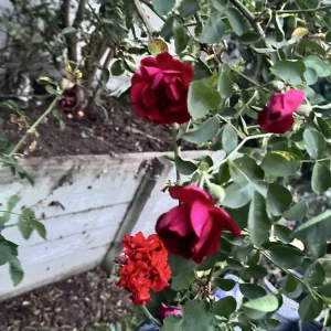 Burgundy Iceberg Rose Bush Cuttings - 3 Live 6