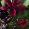 Burgundy Red Plumeria Live Plant - Rooted Cutting, 3 in Tall, Potted - Image 1