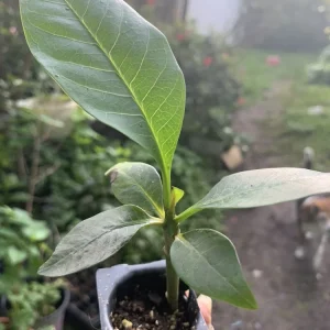Burgundy Red Plumeria Live Plant - Rooted Cutting, 3 in Tall, Potted - Image 2