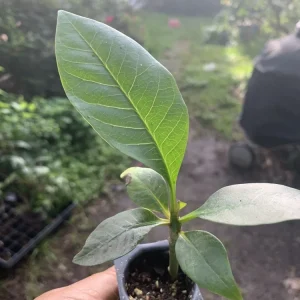 Burgundy Red Plumeria Live Plant - Rooted Cutting, 3 in Tall, Potted - Image 3