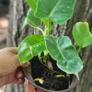 Burle Marx Philodendron Bare Root Plant - 3 inch, Green, Indoor/Outdoor - Image 2