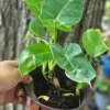 Burle Marx Philodendron Bare Root Plant - 3 inch, Green, Indoor/Outdoor - Image 1