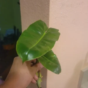 Burle Marx Philodendron Live Plant Cutting - Tropical Houseplant - Image 2